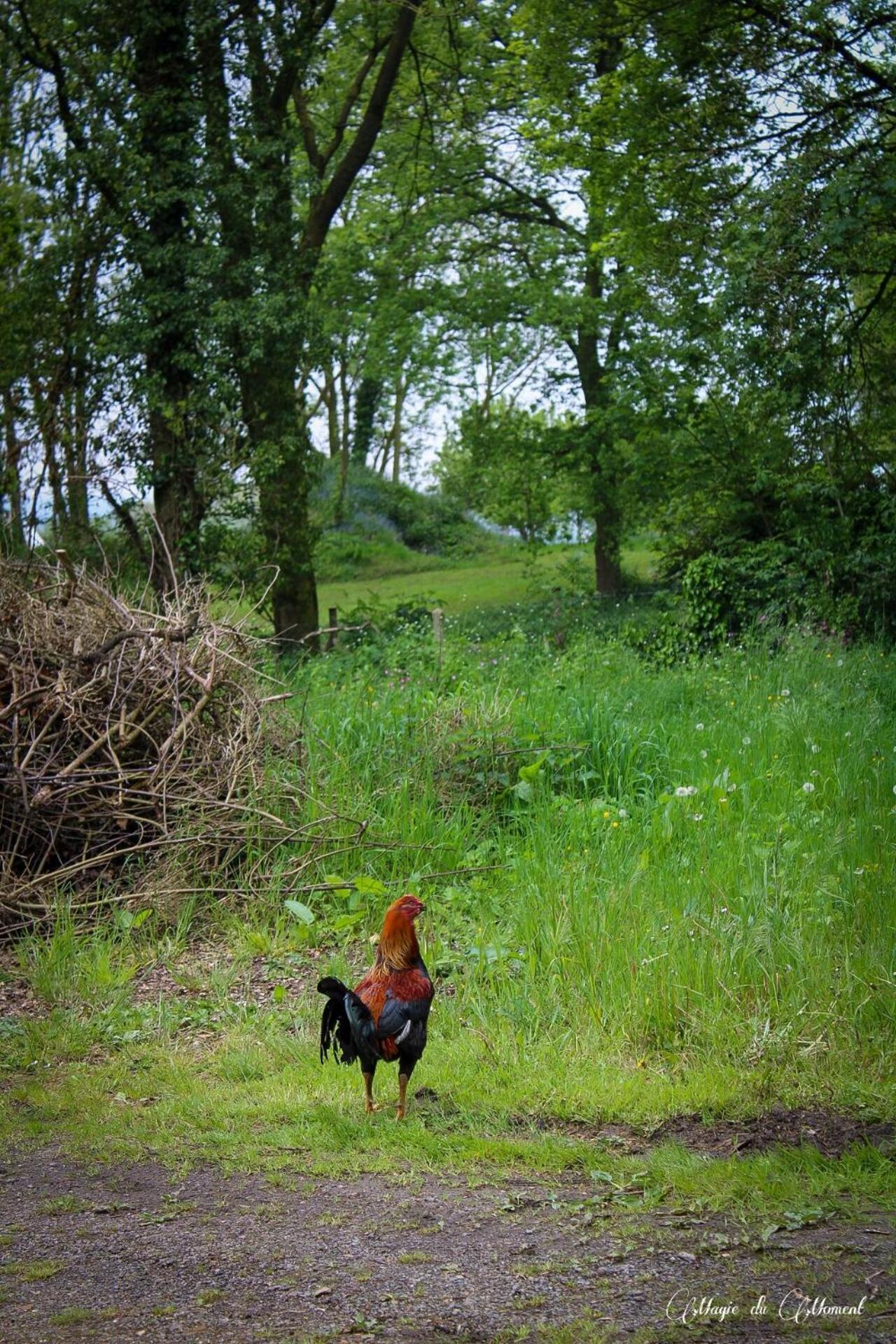 Camping La Sabliere Saint-Jans-Cappel ภายนอก รูปภาพ